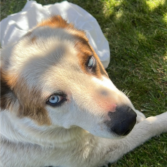 Meet your Posher, Sai - Picture 1 of 1